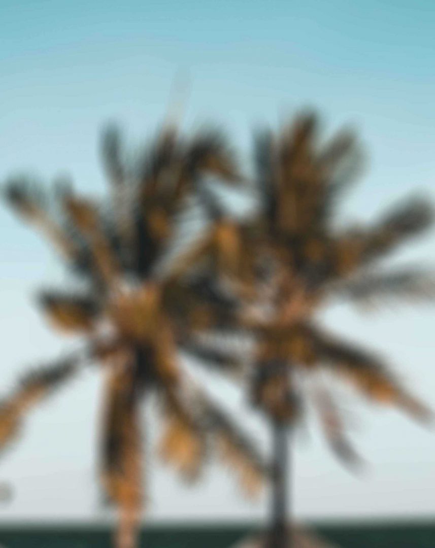 Coconut Tree Blur Background Free Stock Image