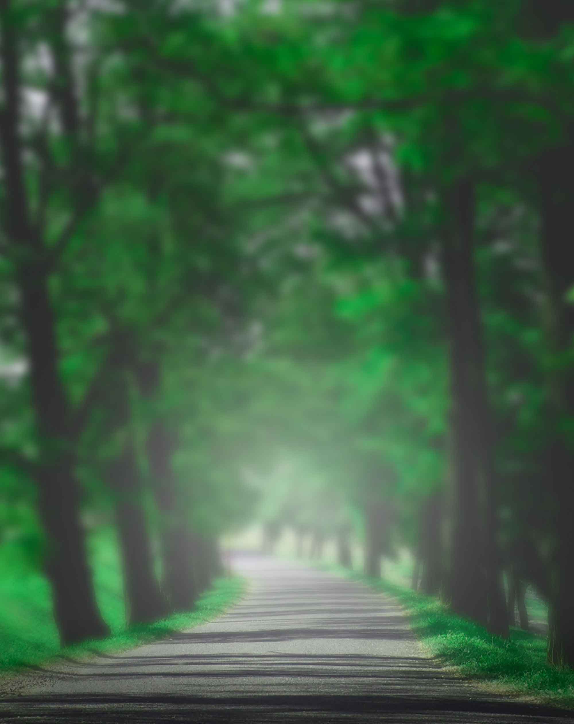 Bộ ảnh rừng nền đường mờ sẽ mang đến cho bạn trải nghiệm tuyệt vời với cảm giác rất gần gũi với thiên nhiên và đưa bạn tới những cung đường thiên nhiên hoang sơ xanh ngát.