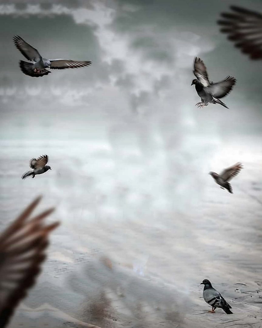 Pigeon Flying PicsArt Background Free Stock Image