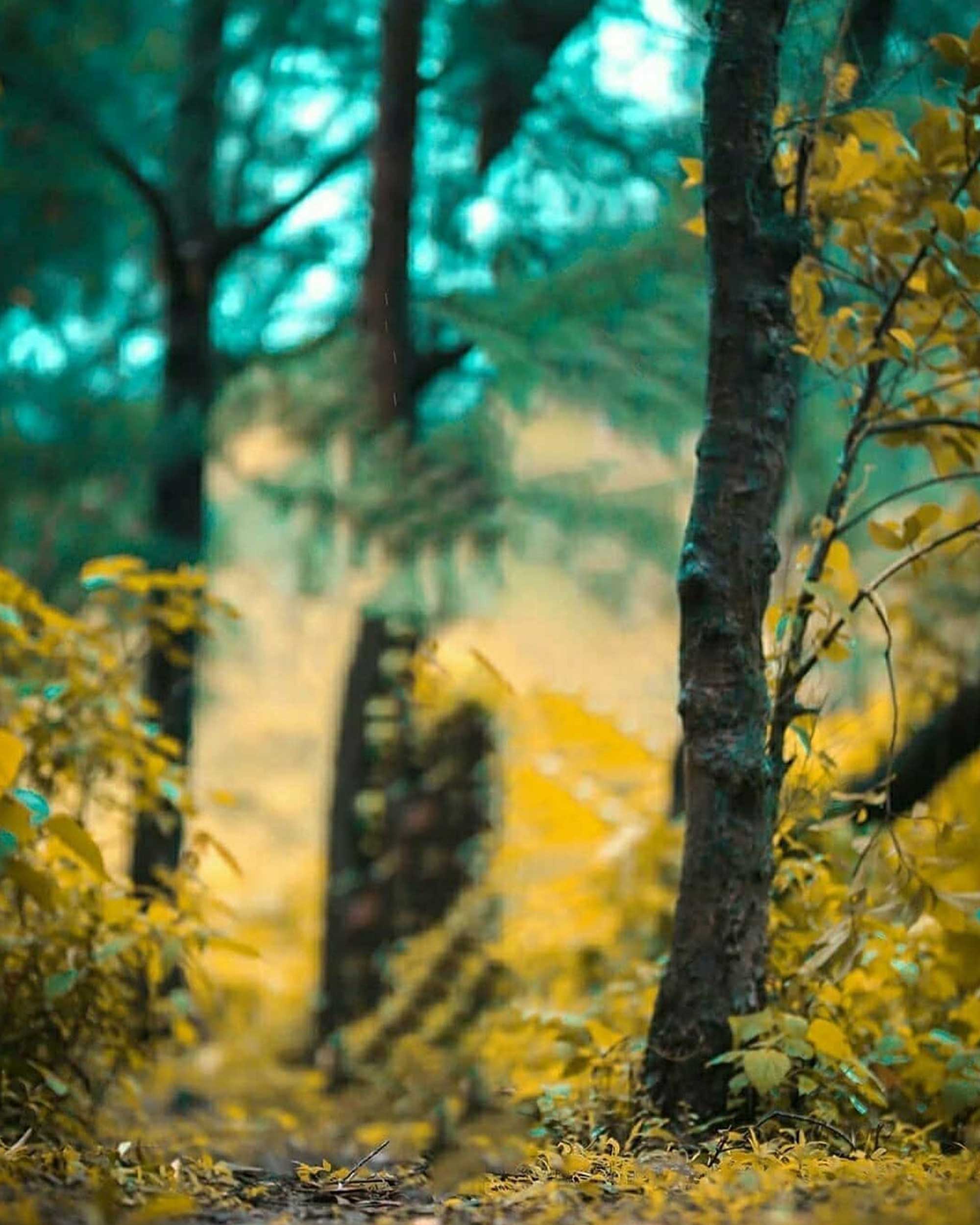 Forest Blur PicsArt Background Free Stock Image