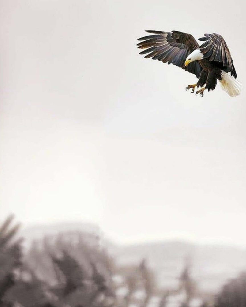 Bald Eagle PicsArt Background Free Stock Image