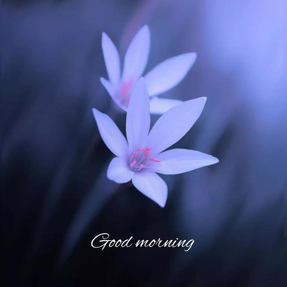 Beautiful Lily Good Morning Image For Love Bird