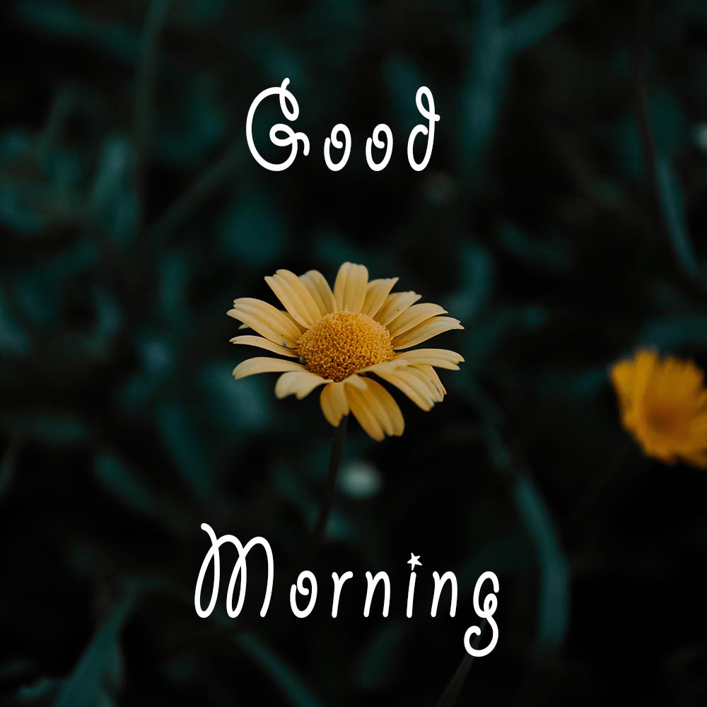 Dark Sunflower Good Morning Image For Social Status
