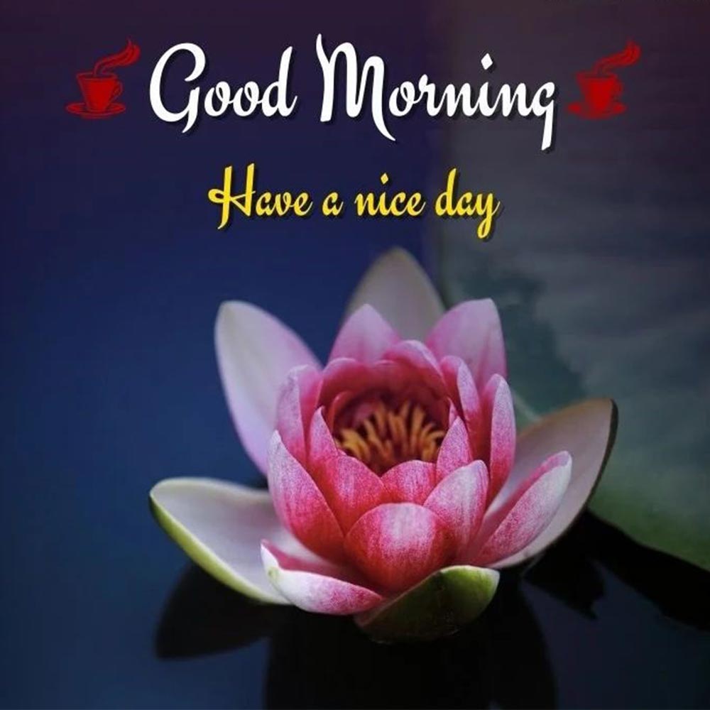 Pink Lotus Good Morning Image With Yellow Font