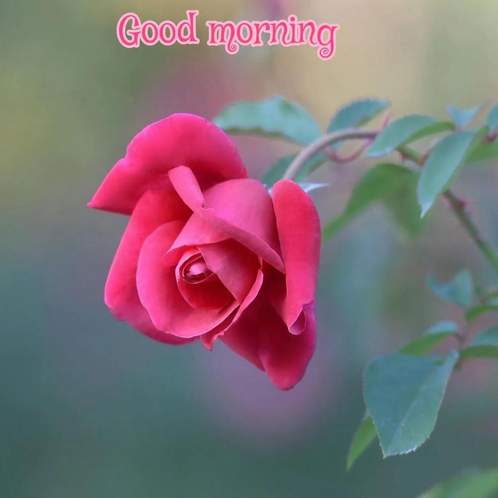 Rose Flower Good Morning Image For Lover [ Download ]